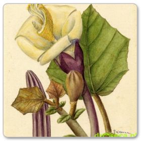 Balsa, ogorzałka wełnista (Ochroma pyramidale)